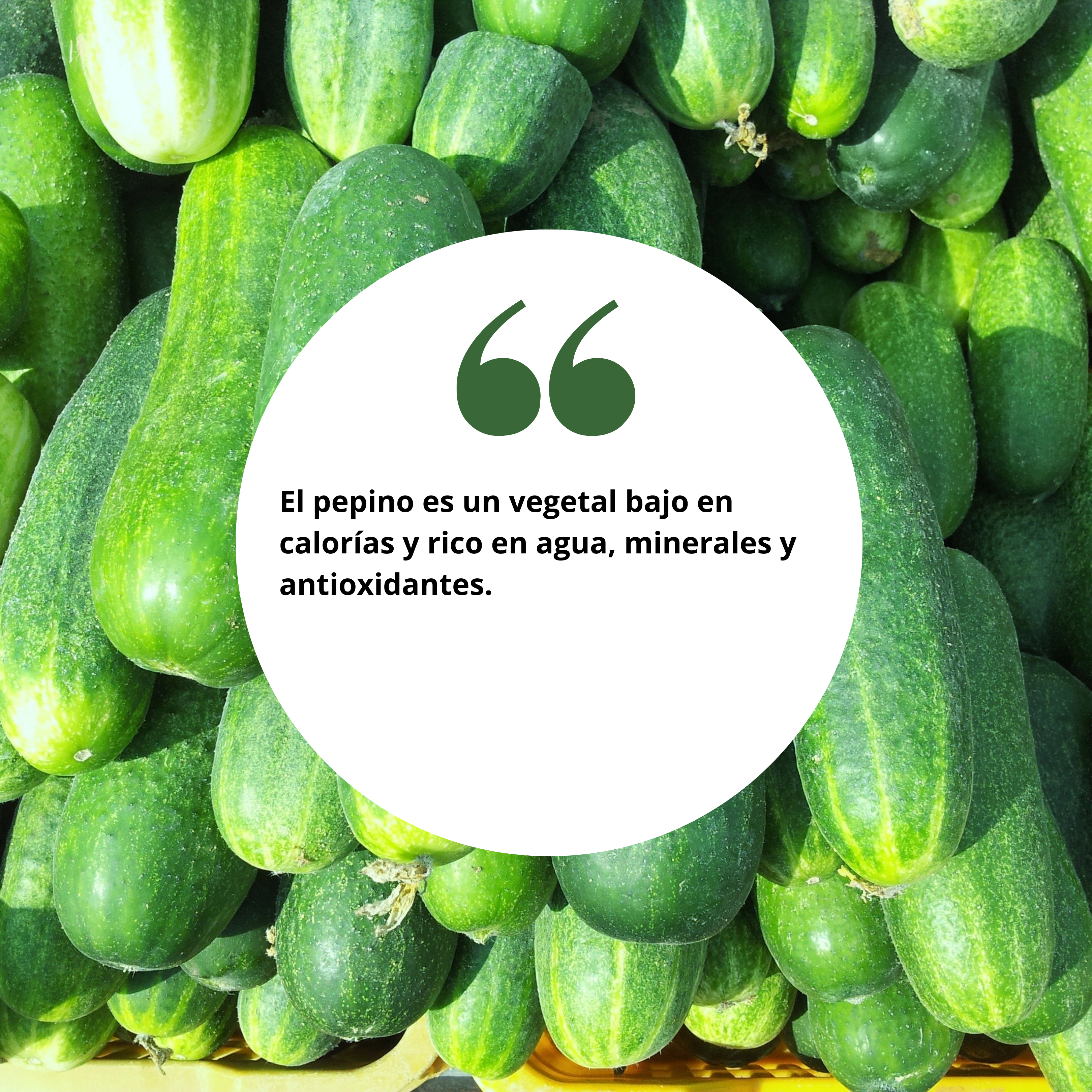 BENEFICIOS DE COMER PEPINO PARA TU SALUD